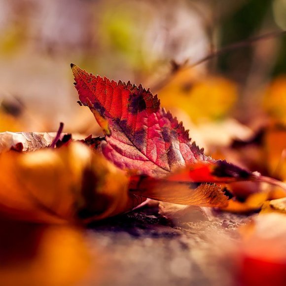 CELEBRATE FALL POLYESTER GRAPHIC TEE - Picture 2 of 3